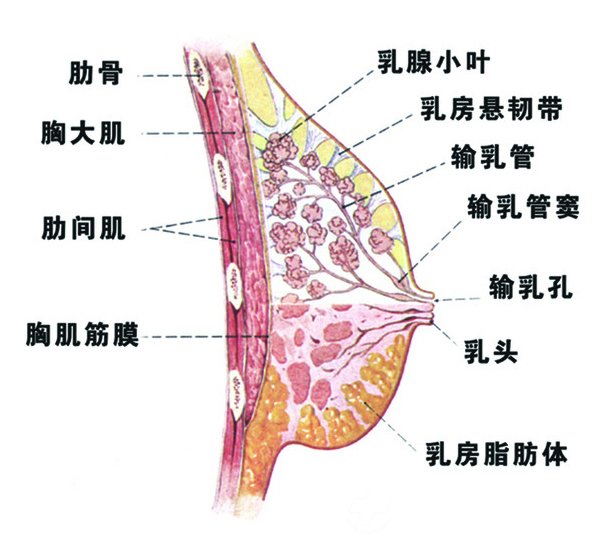鷿ʾͼ